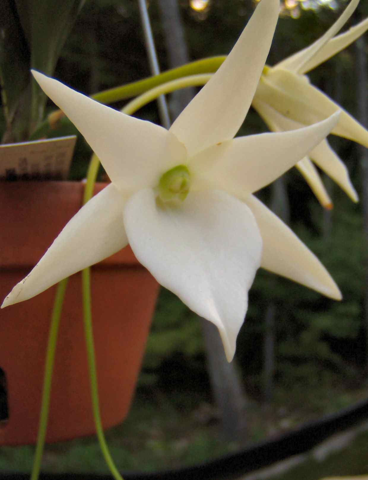 Angraecum sesquipedale X Aeranthes grandiflora
