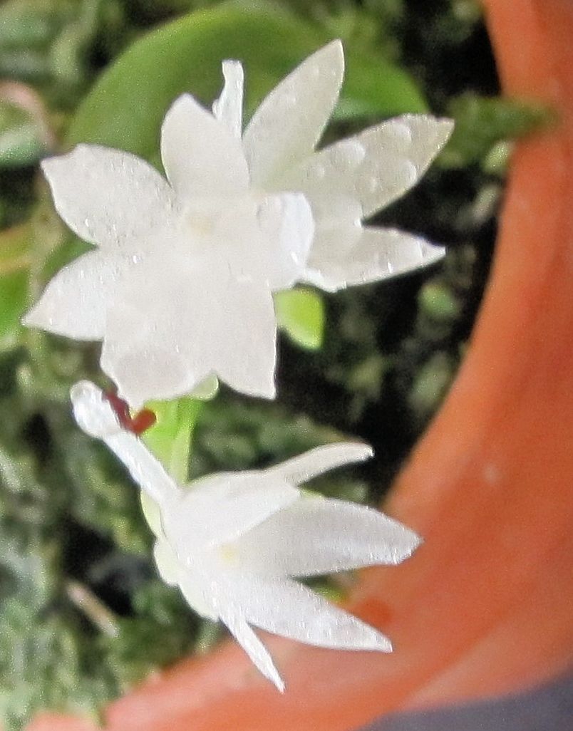 Angraecum hyaloides 