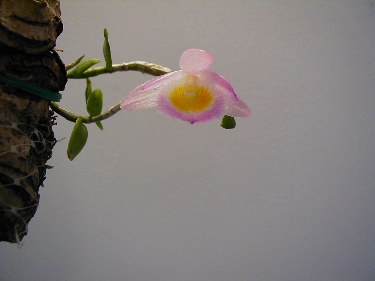 Dendrobium lodigessii