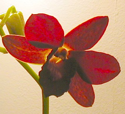 Dendrobium Sampran Brown