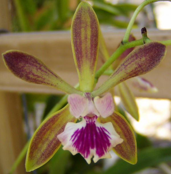 Epi. Orchid Jungle x Encyclia tampense